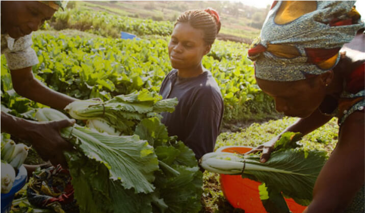 Farming Services
